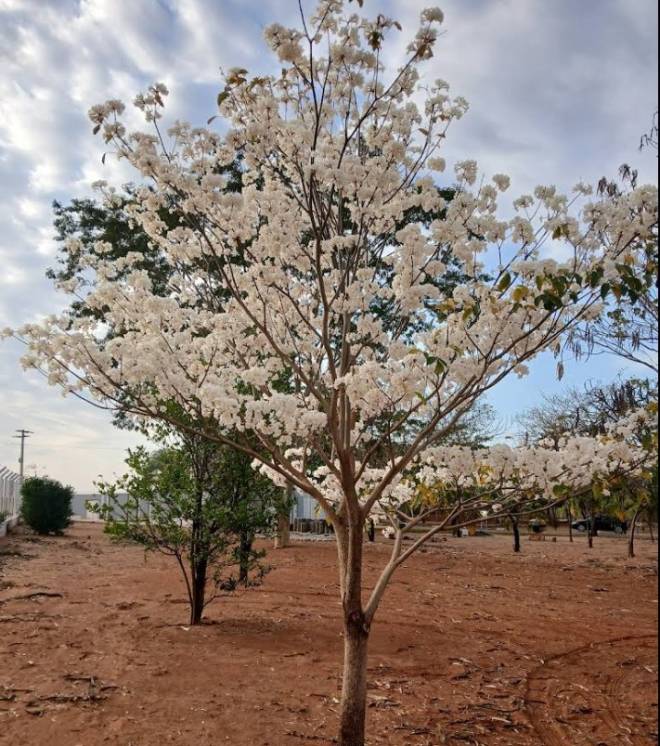 CONDOMINIO VISTA LINDA - PAULICEIA, S/N