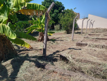 Rua dos Anturios, s/n