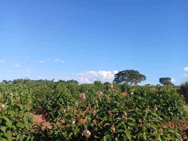 ESTRADA MUNICIPAL- TPA 268, JOAO FERNANDES DA SILVA, N/S